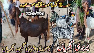 Bakra Mandi Hala | today updates | Goat milking | bakra Eid 2025 | date 09/09/2024