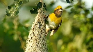 Birds In The Nest Bird making nest