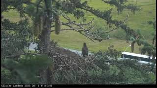 08 19 23 Glacier Gardens eaglet fledges at 11:56