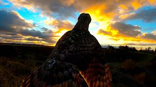 Goshawk Hunting Pheasant