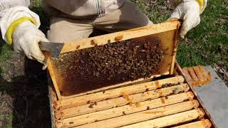 Overwintered Hive 2020 (Very Weak Hive)