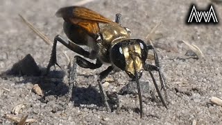 AwA Sand Wasps: Golden Digger Sand Wasps, Black Sand Loving Wasp, and Bembix Sand Wasps