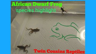 Dwarf African Frogs: species highlight