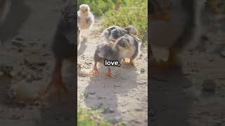 cute chicks#chicks#cute#sweet