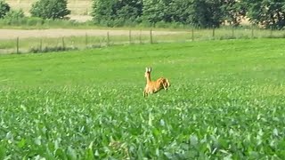 A deer jumps and runs through a cornfield