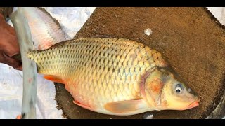 Amazing Big Gravid Fish Cutting In Fish Market By An Expert Fishmonger