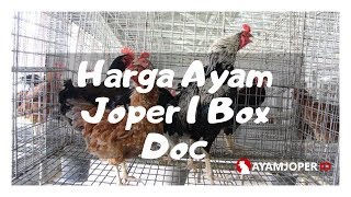 Harga Ayam Joper 1 Box Doc