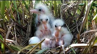 Adorable Baby Birds Awaiting Their Mother