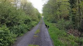 A few seconds in County Clare with a cuckoo