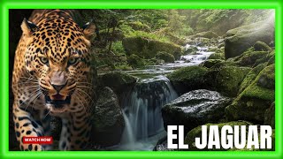 "El JAGUAR. el REY OCULTO de NUESTRA NATURALEZA