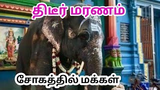 elephant lakshmi death 😭😭😭