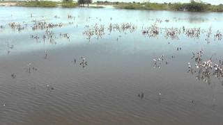 Floods in Sindh 2011 - Petarian Foundation relief work in Sanghar - 09