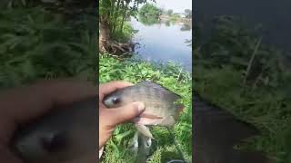 Mancing di danau Bekasi strike mujair ekor merah #shorts