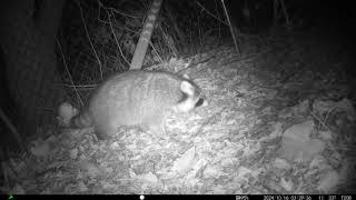 Raccoon 10/16/2024