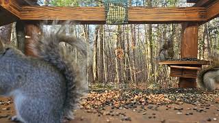 Early morning Squirrel Breakfast | #chipmunks_and_squirrels on #Twitch