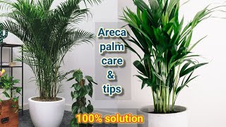 इस तरह रखें एरिका पाम 💯% कभी नही सूखेगा।| Areca palm care & tips | #airpurifierplant #Anmolprakriti