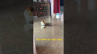 Usko laga koi nahi dekh raha😂😂#shorts #trendingshorts #cute #cats