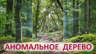 АНОМАЛЬНОЕ ДЕРЕВО. ДРЕВНИЕ РИТУАЛЫ