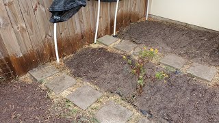 Preparing The Garden Beds Sowing Seeds🌱#growyourownfood #enjoygardening #sowingseeds #greens