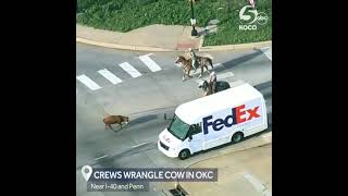 Helicopter footage of a loose cow being wrangled by Emergency Services and cowboys in Oklahoma, USA