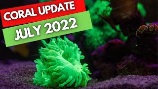 Reef update 2022 - It Is Getting Better!