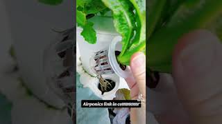 Get Revolutionary Results With Airponics Gardening!