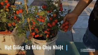 Hạt Giống Cà Chua Bi Lùn