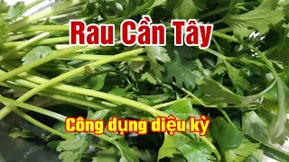 Rau Cần tây có tác dụng gì ?|sức khoẻ| Hằng Lê HG85