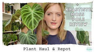 Plant Haul, Repot, and Kratiste Pole Review