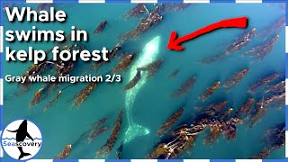 Gray whale in kelp forest in Washington / Oregon coast #shorts