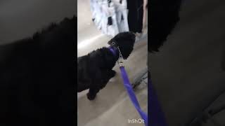 Bailey goes to walmart. Watch till end to see how well she does with off leash