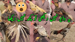 ( اگر یہ وڈیو نہیں دیکھی تو کچھ نہیں دیکھا 😊 ) sindh aseel murga mandi