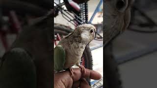 jeket my green cheek conure