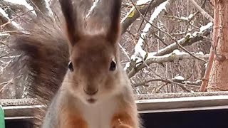 Бусинка зашла пообедать ❄⛄🐾🏡😋🌰🐿❤🌳#белка #белочка #squirrel