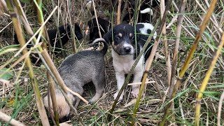 Çalıların İçinde Büyüyen Sevimli Yavru Köpekler 🐕