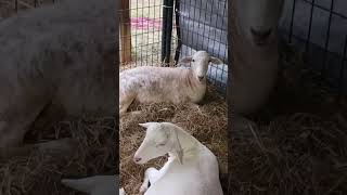 Sheep at the SEMO Fair in Cape Girardeau, Missouri (September 12, 2024) #Shorts