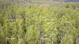 Aerial view from drone on the birch wood in the summer sunny day