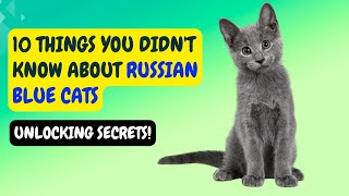 10 Things You Didn't Know About Russian Blue Cat