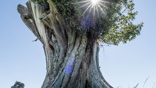 Ansiedade e Inquietude Constante - Música Relaxante Para Acalmar as Angústias e Tranquilizar a Alma