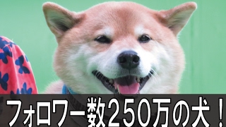 フォロワー数250万越えの柴犬「まる」　わんにゃんドーム