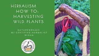 Herbalism How To: How to Harvest Wild Plants, How to Wildcraft, How to Forage for Medicinal Plants