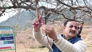 Kiwi training & pruning | Dr YS Parmar University of Horticulture & Forestry, Nauni