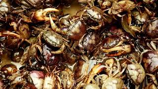 Crabs | All about Crabs facts for kids