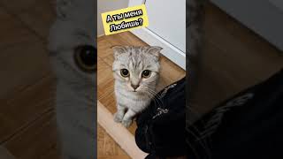 А ты меня любишь? #любовь #смешныекошки #атыменялюбишь