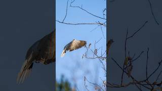 Wildlife Photography Sony Alpha 7riii ,Sony 200.600 mm   #wildlife#photography#birdphotography#birds