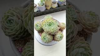 Satisfying Succulent Diy #96