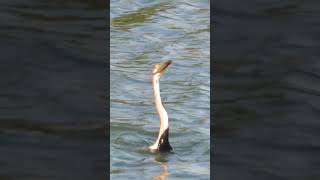 Darter Fishing| #indianwildlife #indianbirds #bird #nature #feeding #hunting #fishing