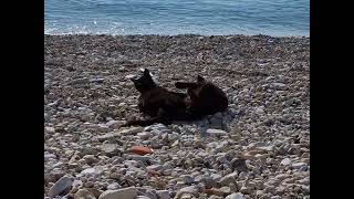 Φρεαττύδα Κυριακή πρώι! kittens playing on the beach at freattyda