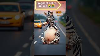 A pregnant zebra screaming in pain 😭 #shorts #animals #emotional