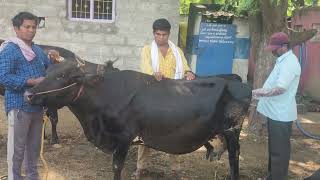 CBHF Cow Artificial insemination .